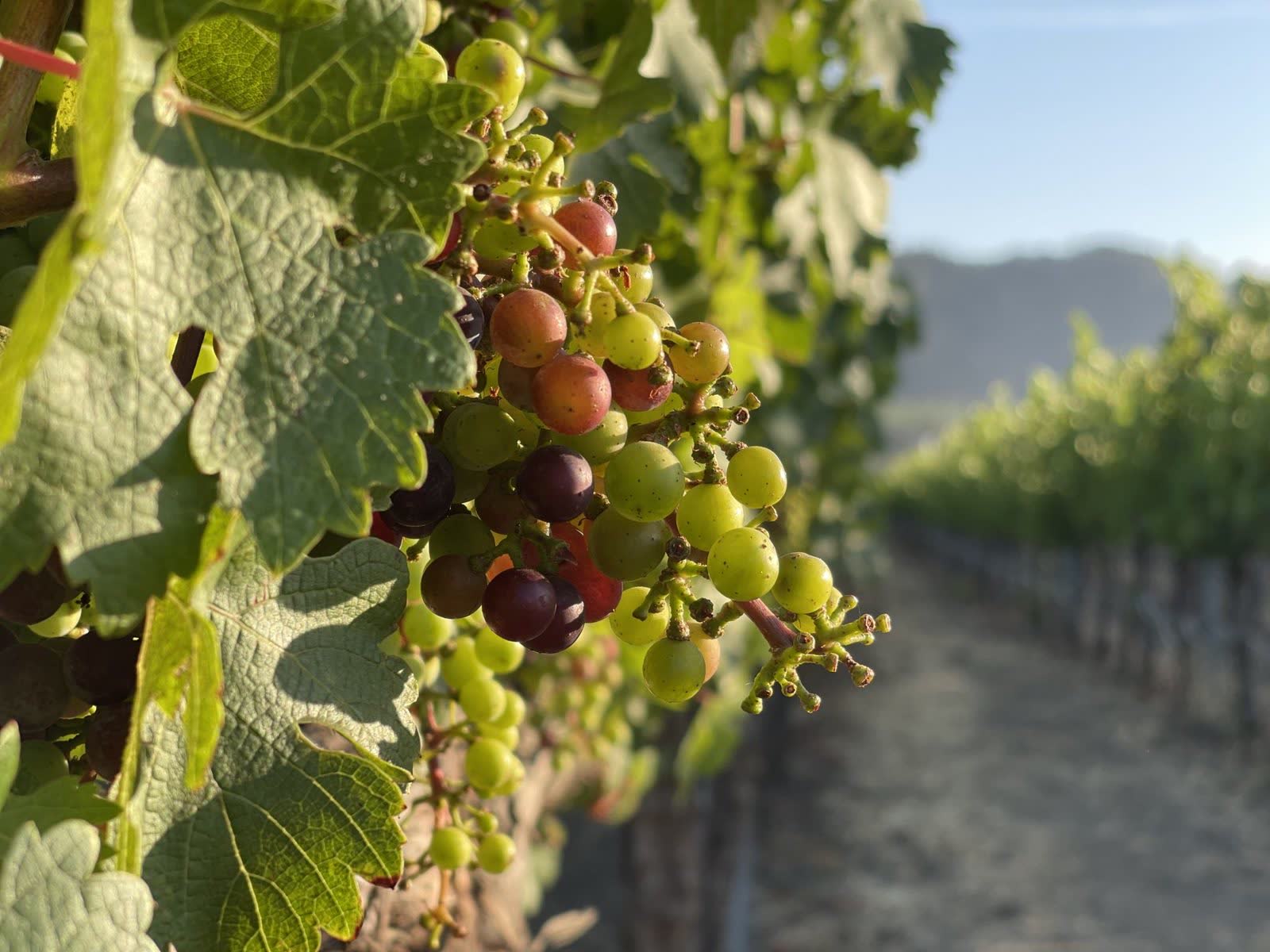 Racimo de uvas maduras en la vid, con las hileras del viñedo perdiéndose hacia la montaña