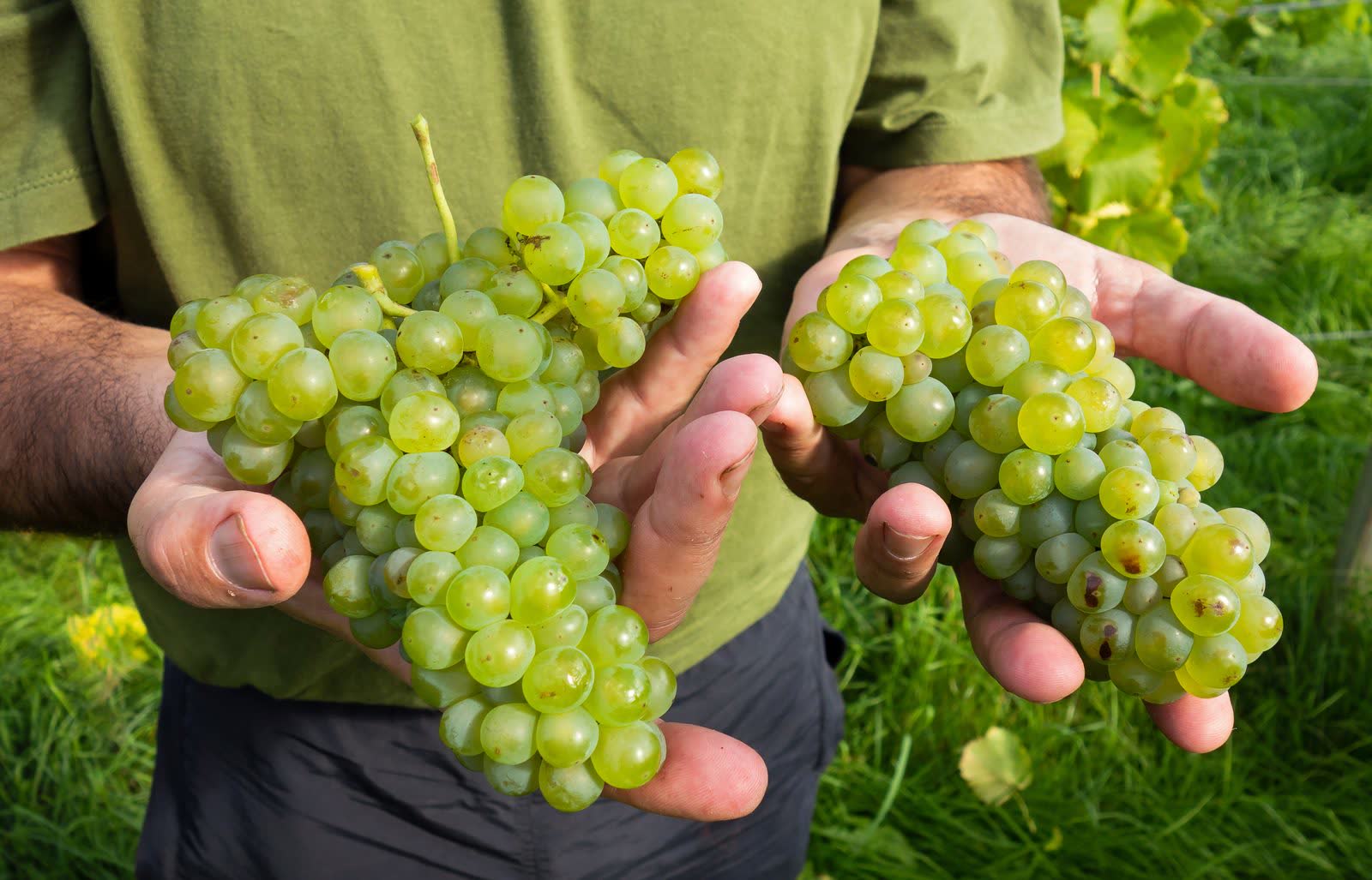Manos sosteniendo racimos de uvas blancas recién cosechadas en el viñedo