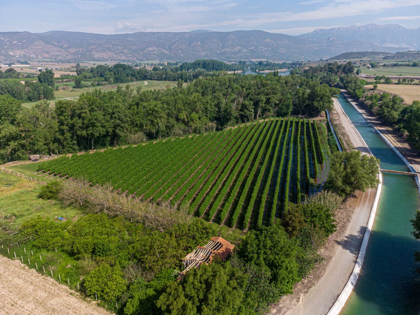 Vista aérea de un viñedo en el Valle de Uco junto a un canal de riego, con la cordillera de fondo